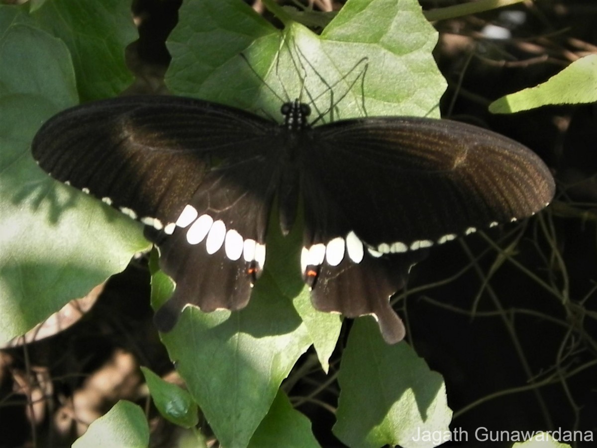 Papilio polytes Linnaeus, 1758